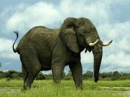 Elefánt esett egy cirkuszi dolgozóra