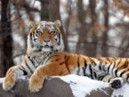 Tigris ölt az állatkertben 