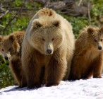 Éhes medvék csapdájában egy orosz geológuscsoport