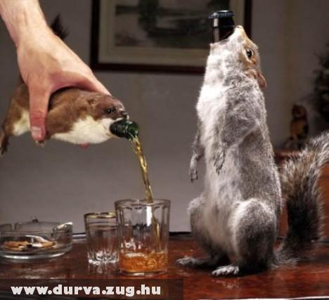 Egy pohárral a mókusból?